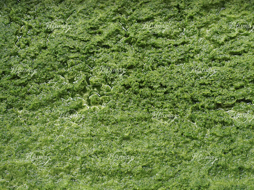 Pandan Blending machine Pandan Blending machine