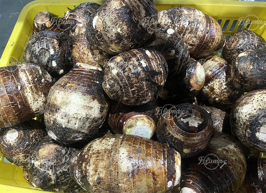 taro washing machine taro washing machine