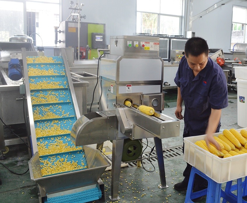 FengXiang MZ-368 Industrial Fresh Sweet Corn Sheller Processing Machine