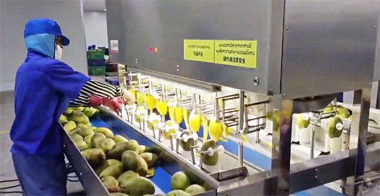Automatic Commercial Mango Papaya Taro Fruit Peeling Machine