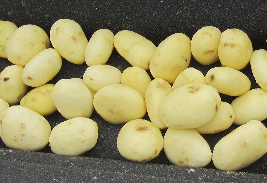 MSTP土豆