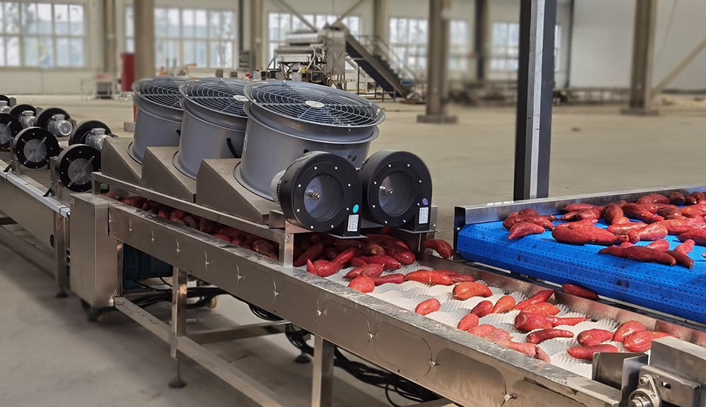 Sweet Potato Washing Cleaning Drying Soritng Solution Processing Line