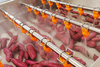 Sweet Potato Washing Cleaning Drying Soritng Solution Processing Line