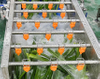 Pandan Leaves Processing Solution Bubble Washing and Cutting Machine