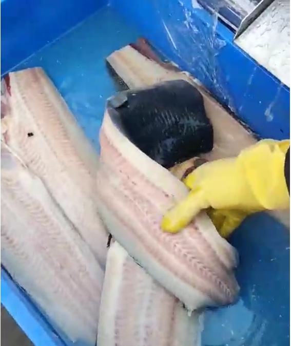 catfish cutting machine