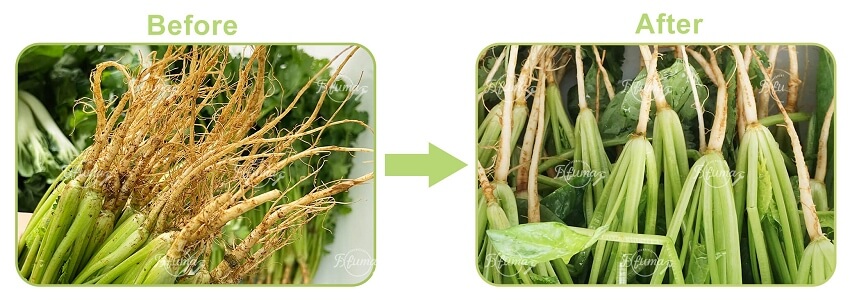 WASC-10 Ozone Ultrasonic Disinfection Bubble Vegetable Fruit Washing Cleaning Machine