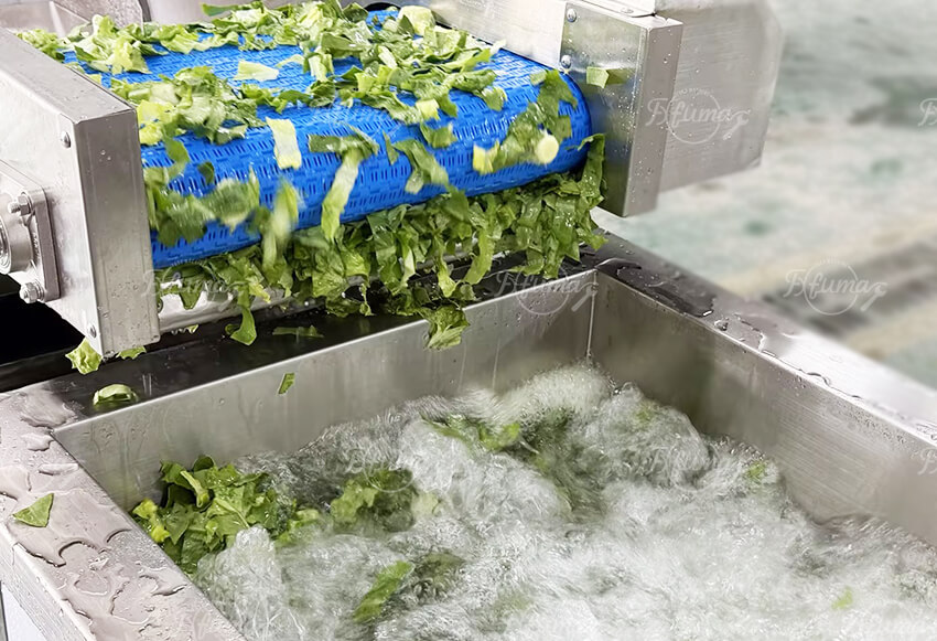 Fresh Leafy Greens Vegetable Salad Production Line