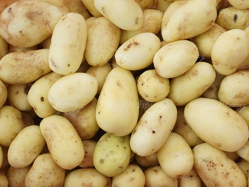 automatic potato processing system