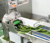 Pandan Leaves Processing Solution Bubble Washing and Cutting Machine
