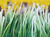 Scallion Green Onion Pneumatic Skin Peeling Machine