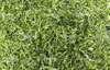 Pandan Leaves Processing Solution Bubble Washing and Cutting Machine