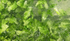 Vegetable Fruit Bubble Washing Cleaning Dehydrating Machine