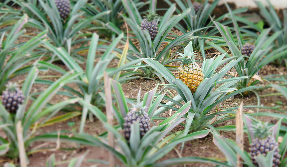 pineapple processing