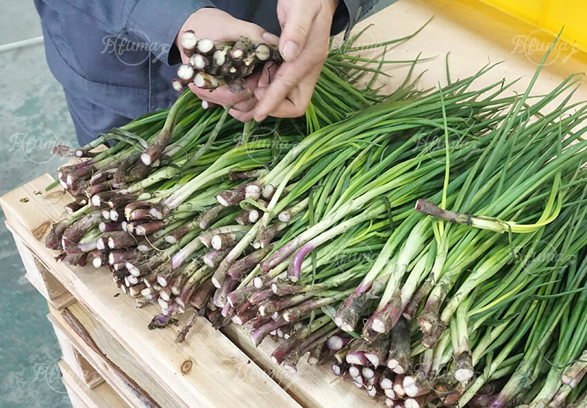 scallion