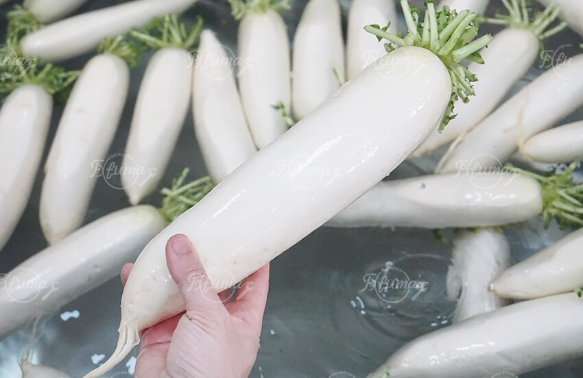 White Radish Carrot Root Vegetable Washing Cleaning Machine