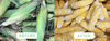 Fresh Sweet Corn Maize Skin Peeling Processing Machine