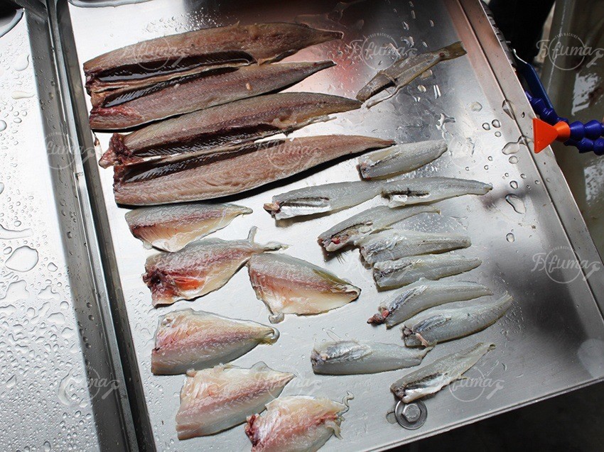 fish filleting machine