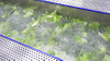 Vegetable Fruit Bubble Washing Cleaning Dehydrating Machine