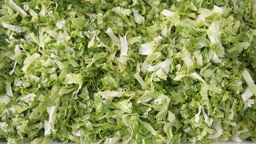 salad production line