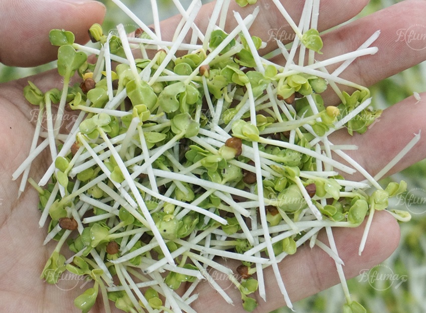 bean sprout