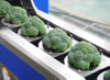 Broccoli Floretting Cutting Separating Machine