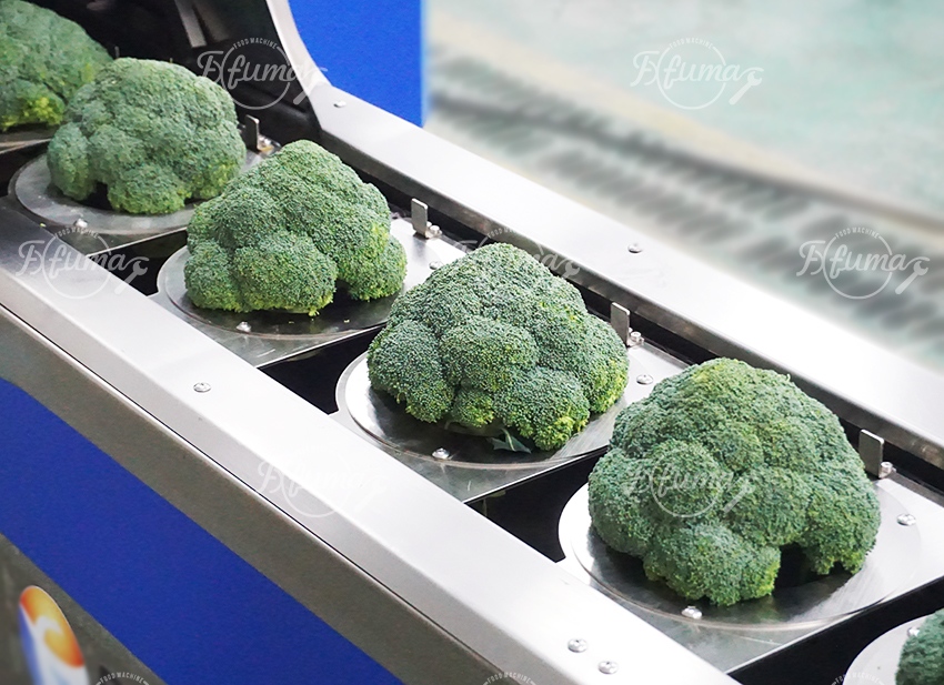 Broccoli Floretting Cutting Separating Machine