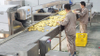 Automatic Potato Washing and Peeling Line for Industrial Potato Processing