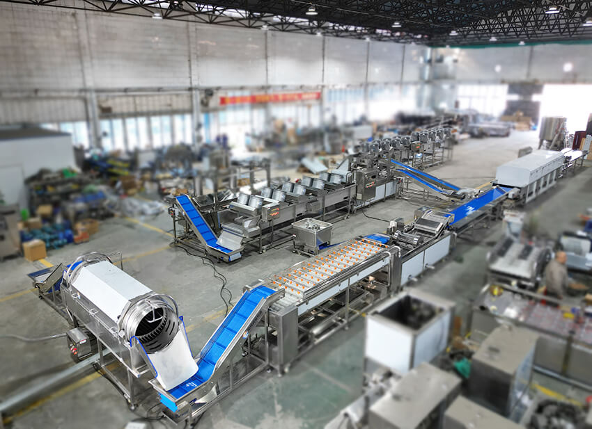 taro washing cutting processing line