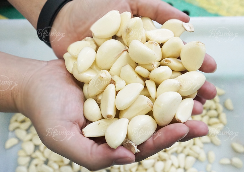 Garlic Cloves Separating Skin Peeling Removing Machine