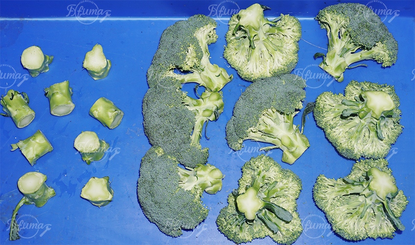 broccoli root cutting