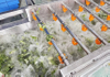 Vegetable Fruit Salad Cutting Washing Drying Machines Processing Line