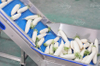 White Radish Carrot Root Vegetable Washing Cleaning Machine