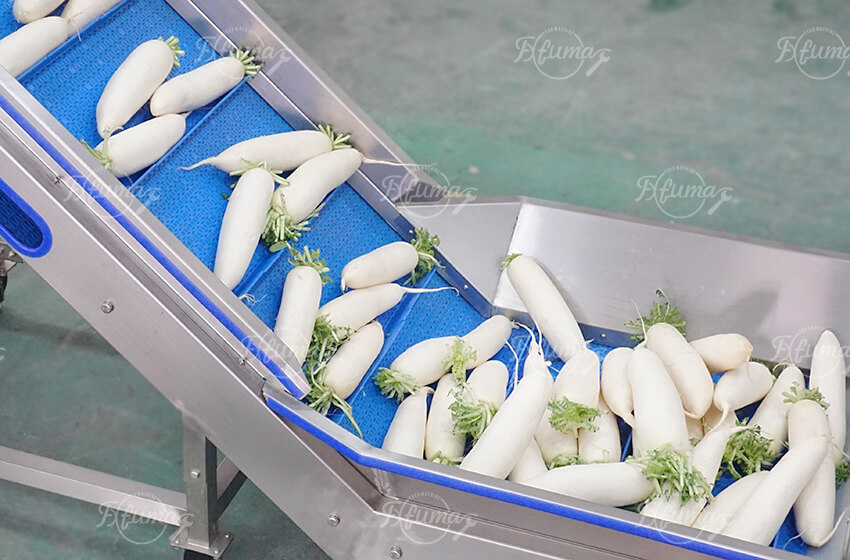 White Radish Carrot Root Vegetable Washing Cleaning Machine