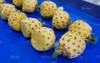 Fruit Mango Lemon Peeling Machine