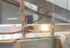 Pineapple Peeling Washing Air Drying & Packing Solution Processing Line