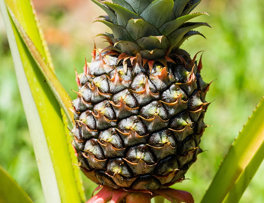 Customized Pineapple Processing Machines for Various Applications