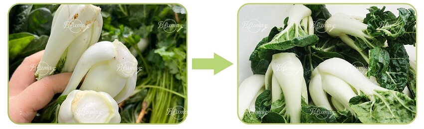 WASC-10 Ozone Ultrasonic Disinfection Bubble Vegetable Fruit Washing Cleaning Machine