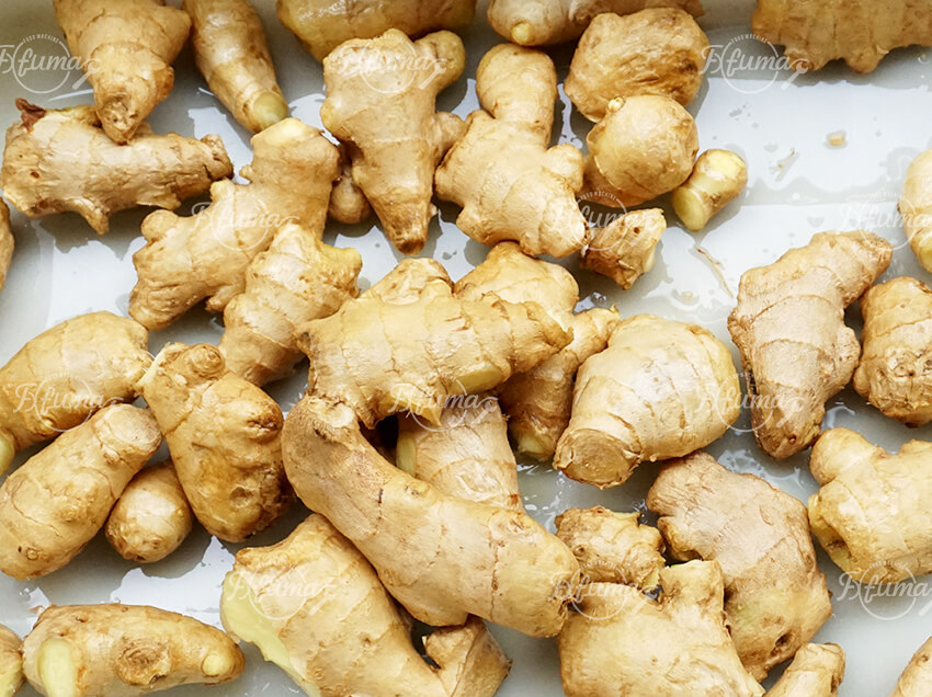 Root Vegetables Fruits Ginger Rotary Drum Washing Peeling Machine