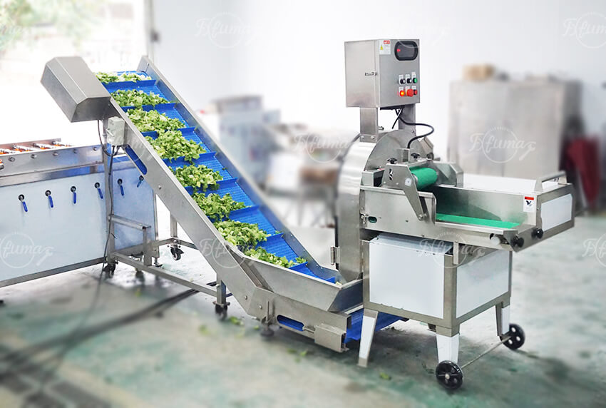 Fresh Leafy Greens Vegetable Salad Production Line