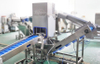 Industrial Pineapple Ring Production Line | Automatic Peeling, Coring, Slicing & Washing System