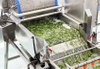 Automated Fresh-Cut Salad Processing Line | Fuma Machinery