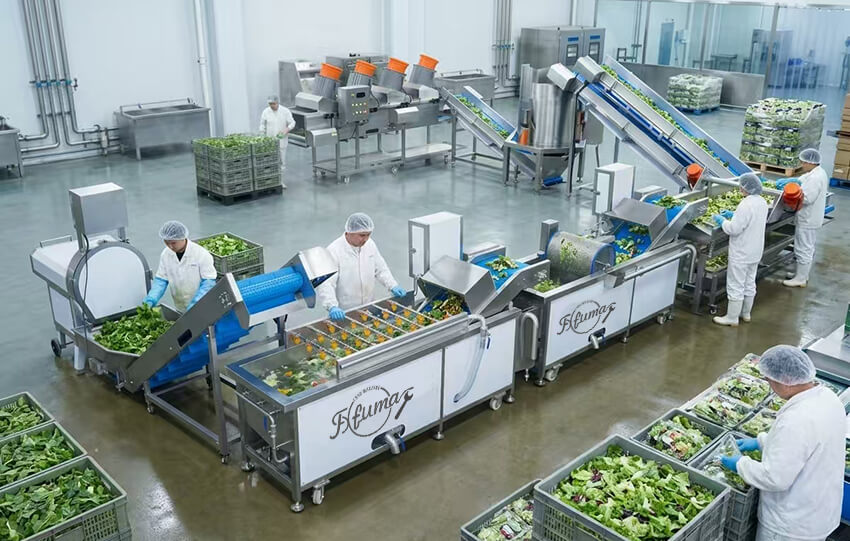 Fuma leafy vegetable salad processing line overview