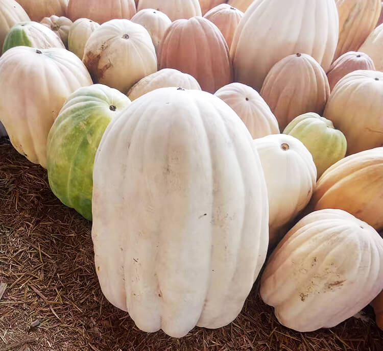 pumpkin processing line from peeling to cutting